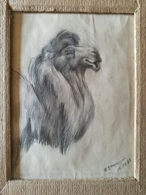 Camel: a camel’s head and neck in fine pencil hatching